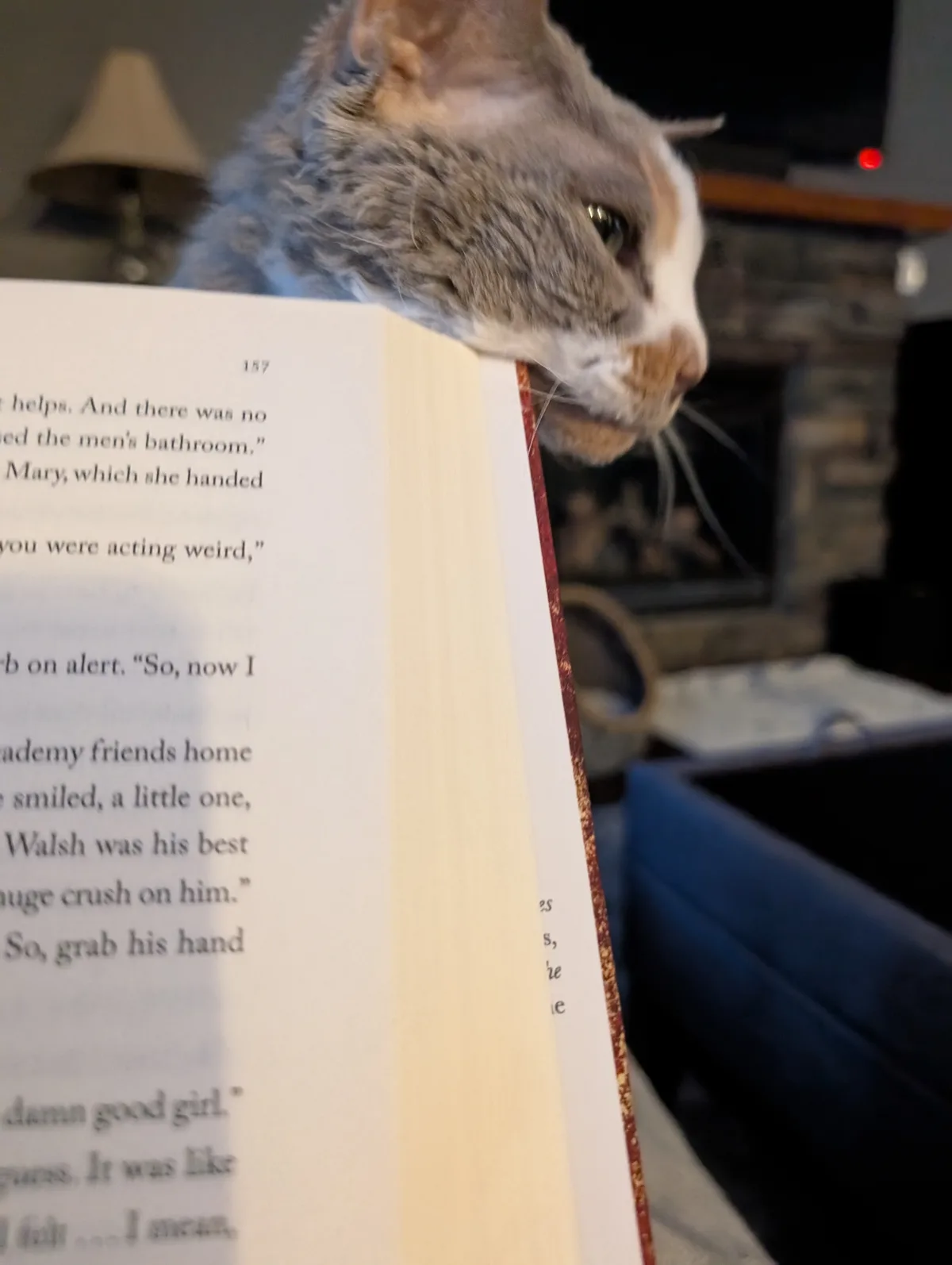 Hey There... I Know You're Reading... How About Some Scritches?