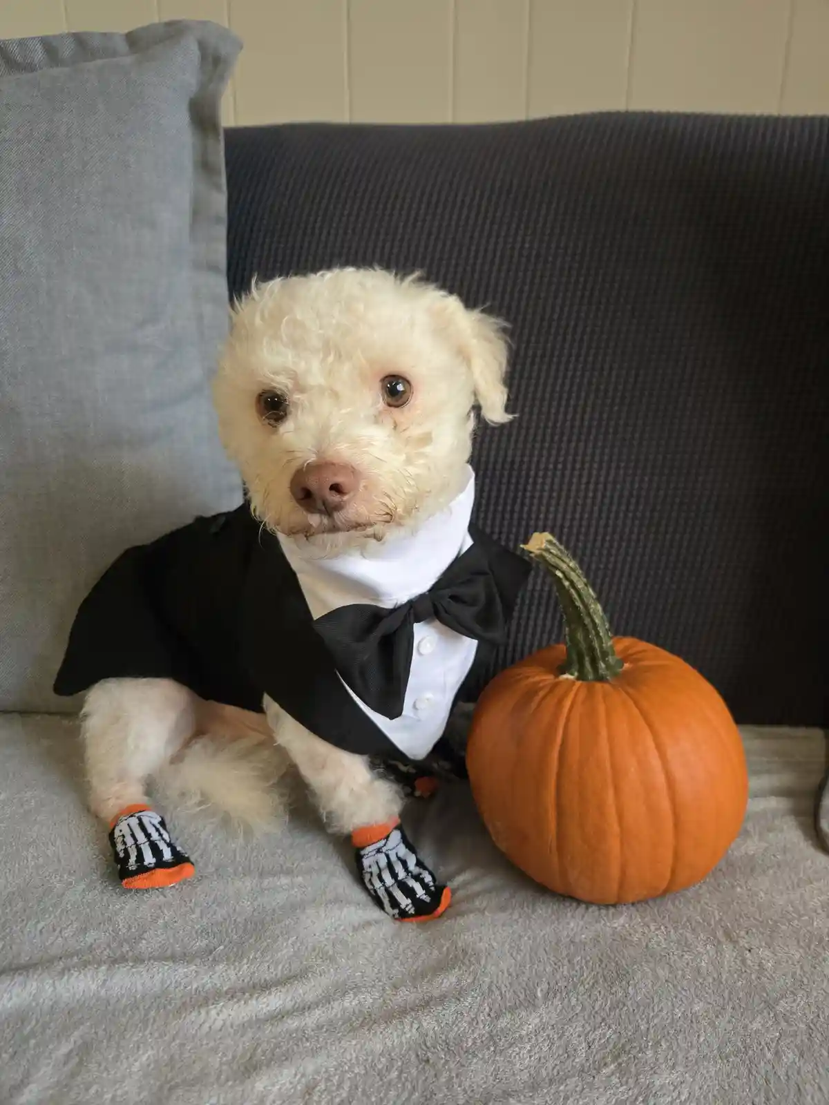 Sending Love and Hugs to My Adorable Pup