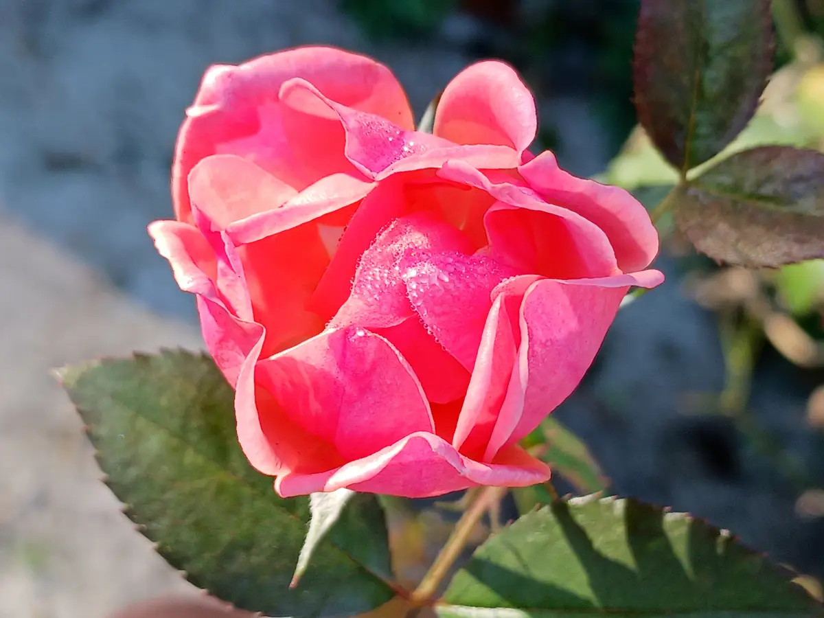 A close-up photograph of a vibrant pink rosebud with dewdrops on its petals, surrounded by green leaves against a blurred…