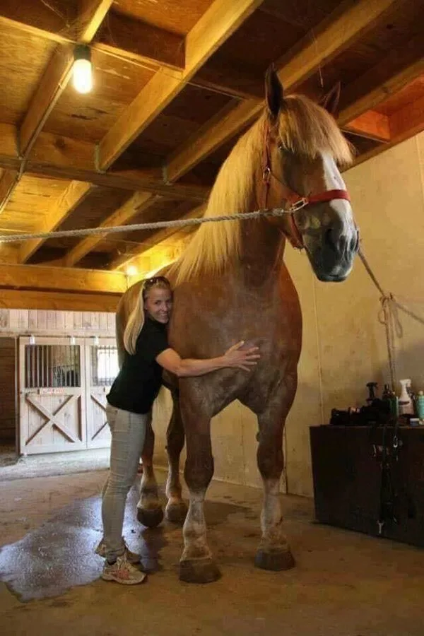 A woman with blonde hair, wearing a black shirt and grey pants, is standing next to a very large brown horse in a wooden…