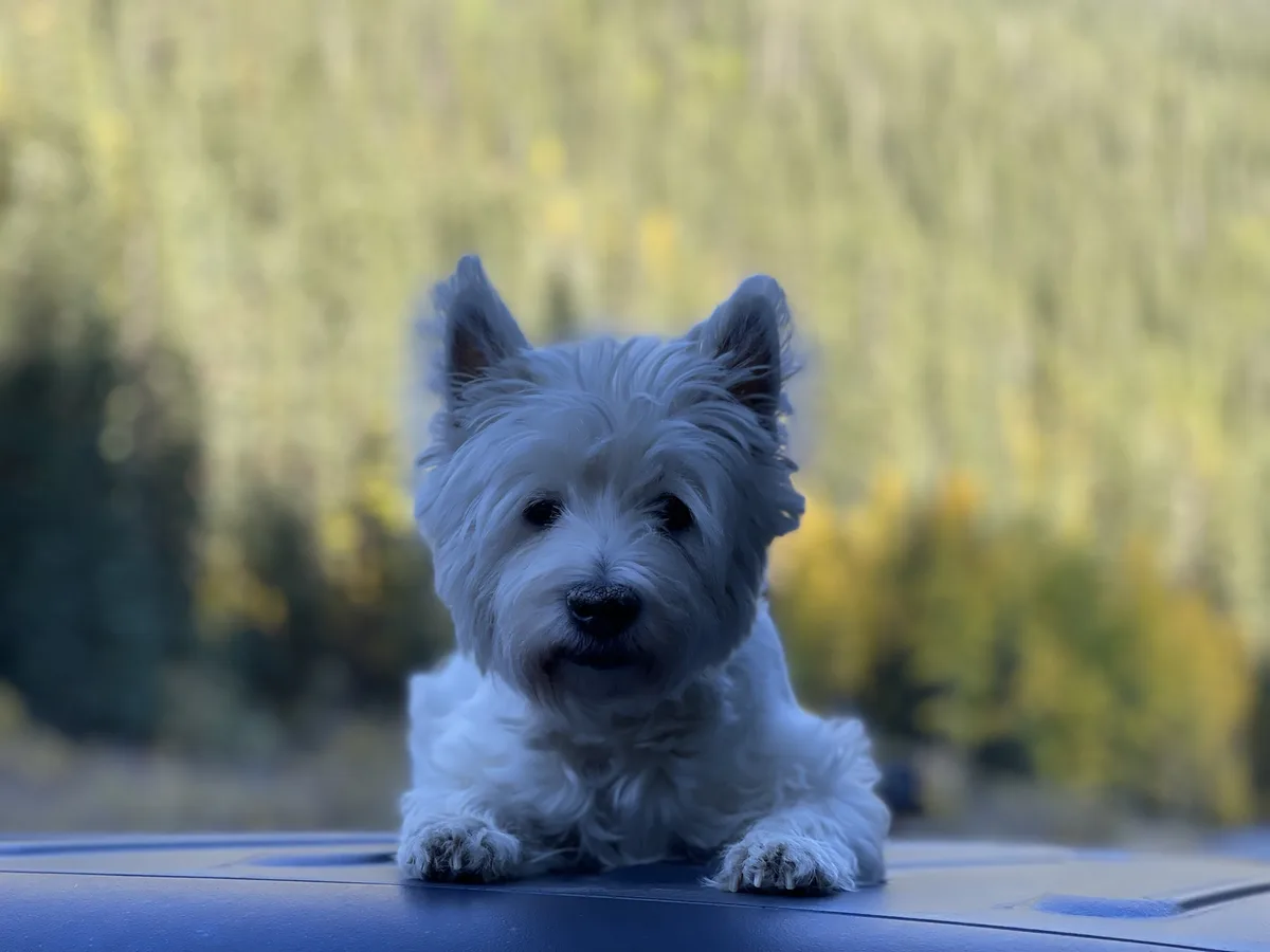 A small, fluffy white dog with perky ears is lying on the hood of a car, looking directly at the camera with a calm…