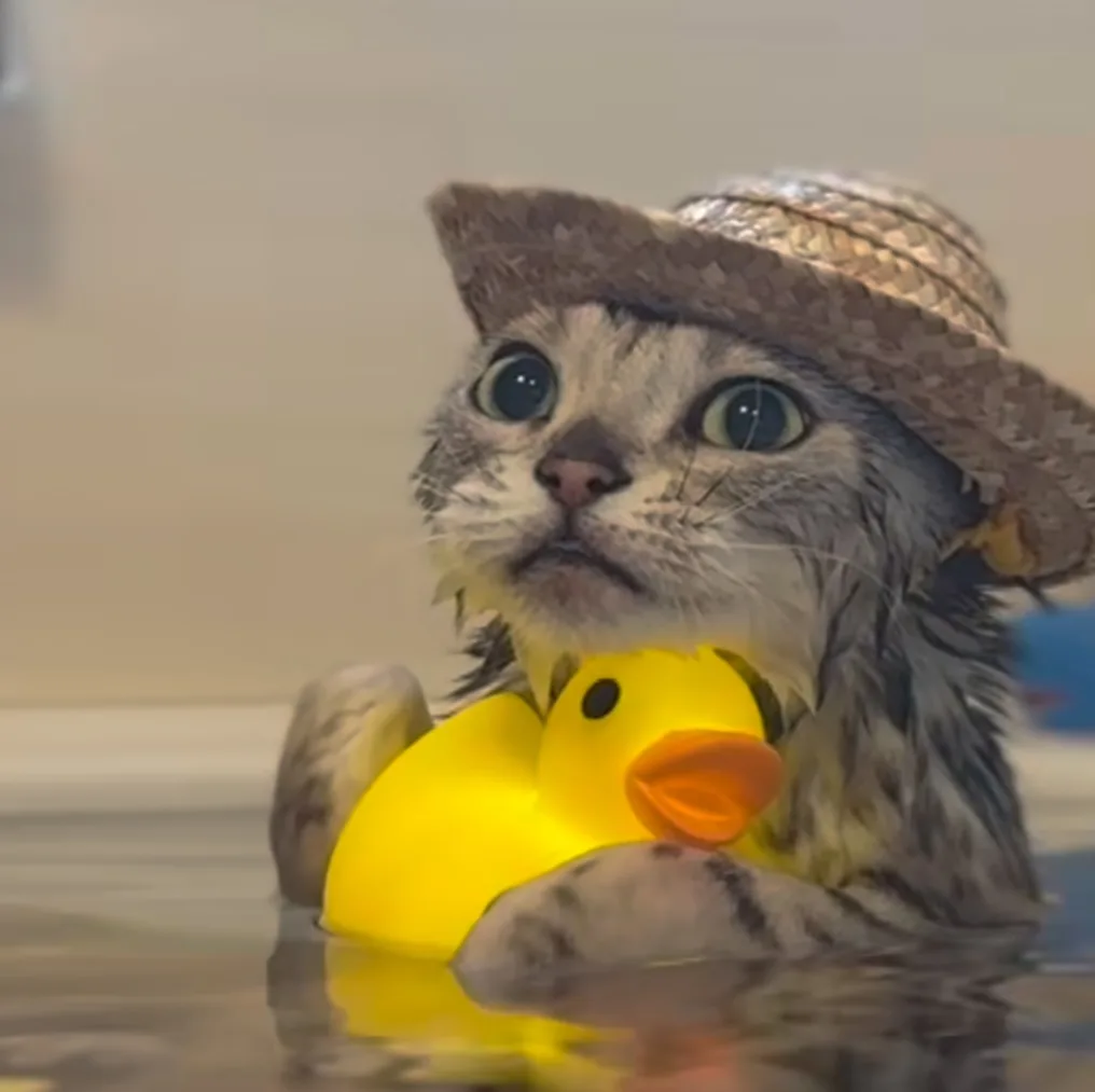 a wet tabby cat wearing a straw hat sits in a bathtub, holding a yellow rubber duck. The cat has wide, startled eyes and a…