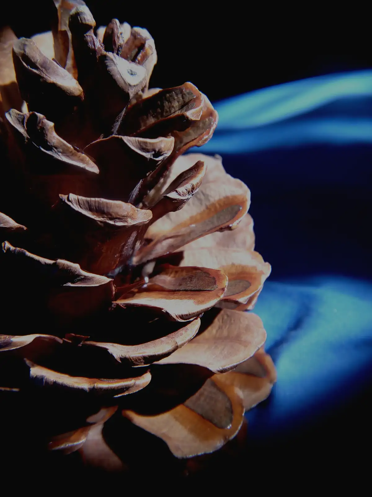 A close-up photograph of a brown pinecone with textured scales, set against a dark background with a blurred blue light…