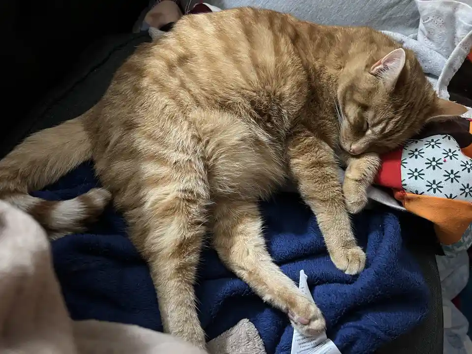 A Daily Dose of Cat Cuteness to Brighten Your Day