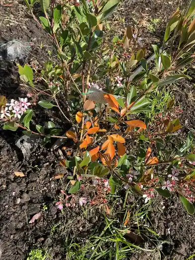 a close-up photo of a small flowering shrub with green and orange leaves and delicate pink-white blossoms growing in dark…