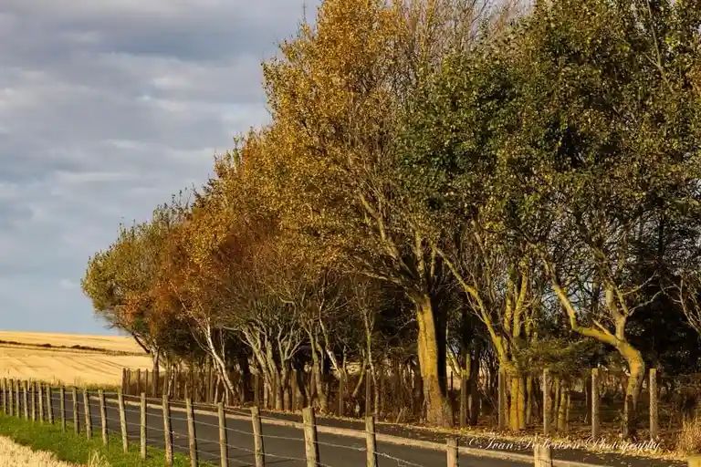 A row of trees lines a rural road, with the trees on the left showing autumn colors like orange and yellow, while the trees…