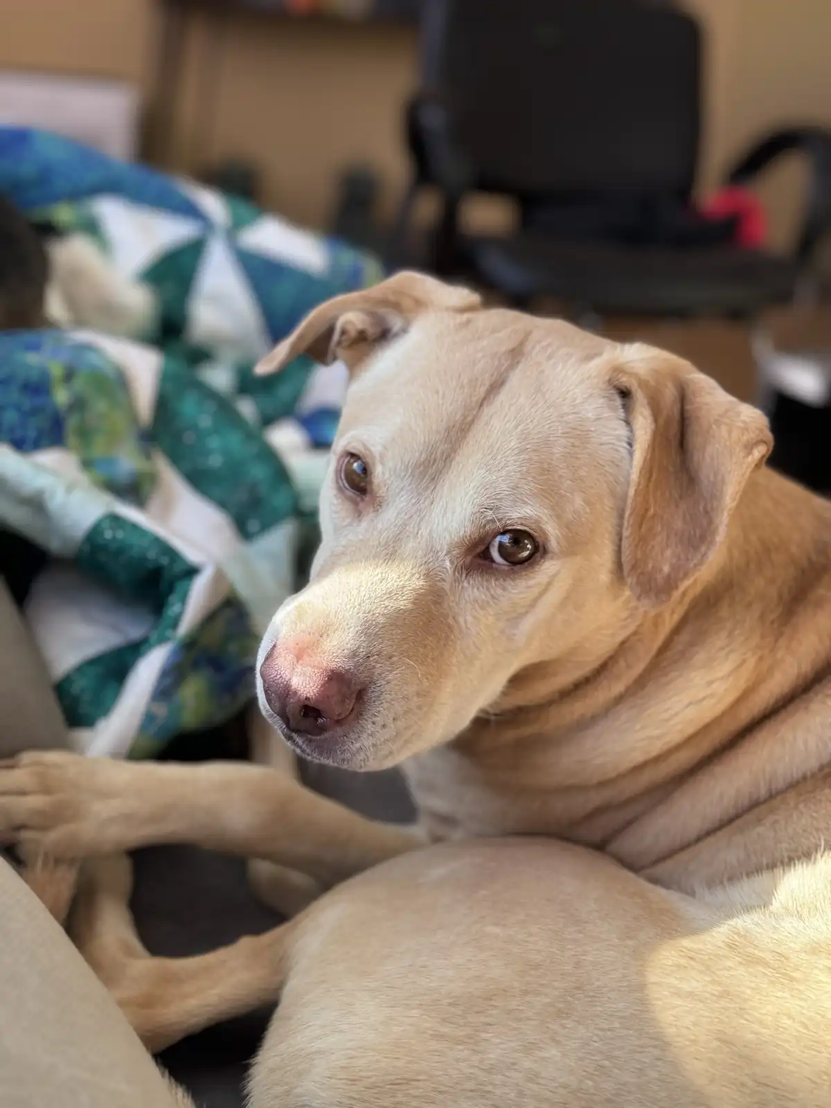 A light brown dog with floppy ears and a slightly droopy expression lies on a couch, looking directly at the camera with a…