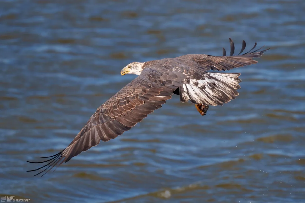 A large bird of prey, likely a white-tailed eagle, is captured mid-flight over rippling blue water, wings spread wide with…