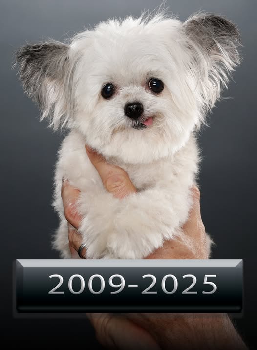 A small, fluffy white dog with dark eyes and ears is being held in a person's hands against a dark gray background. A black…