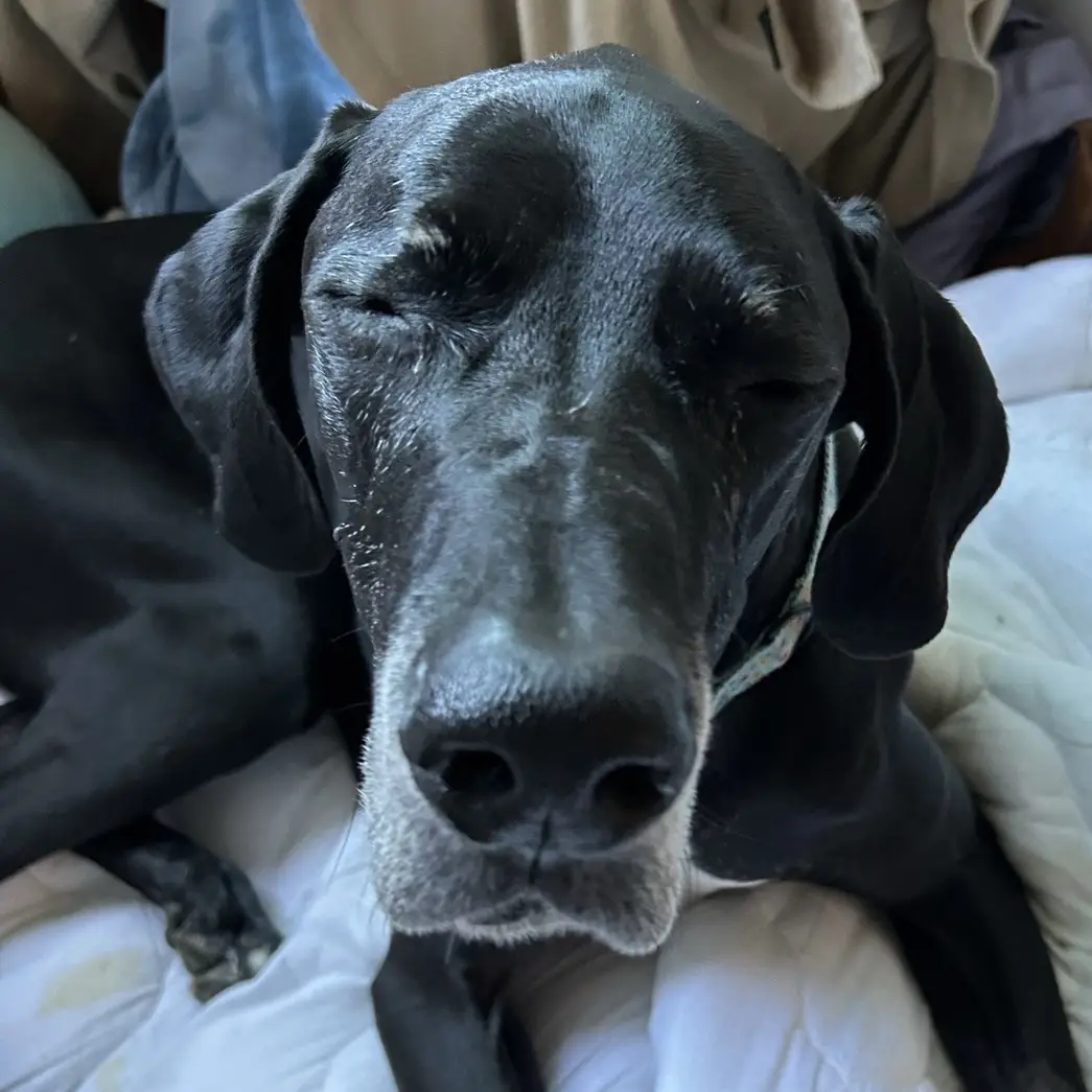 A close-up photo of a black dog with gray muzzle and closed eyes, appearing very sleepy or relaxed while lying on white…