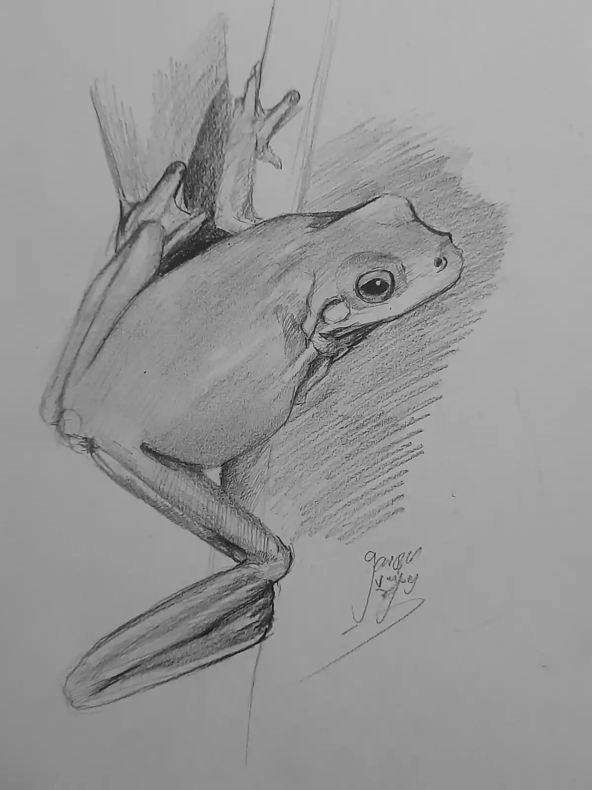 A detailed pencil sketch of a frog clinging to a vertical surface, rendered with shading and visible artist's signature in…