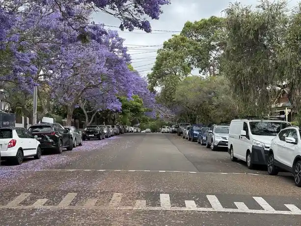 A street lined with blooming jacaranda trees whose purple flowers cover the pavement and cars parked on both sides, with the…