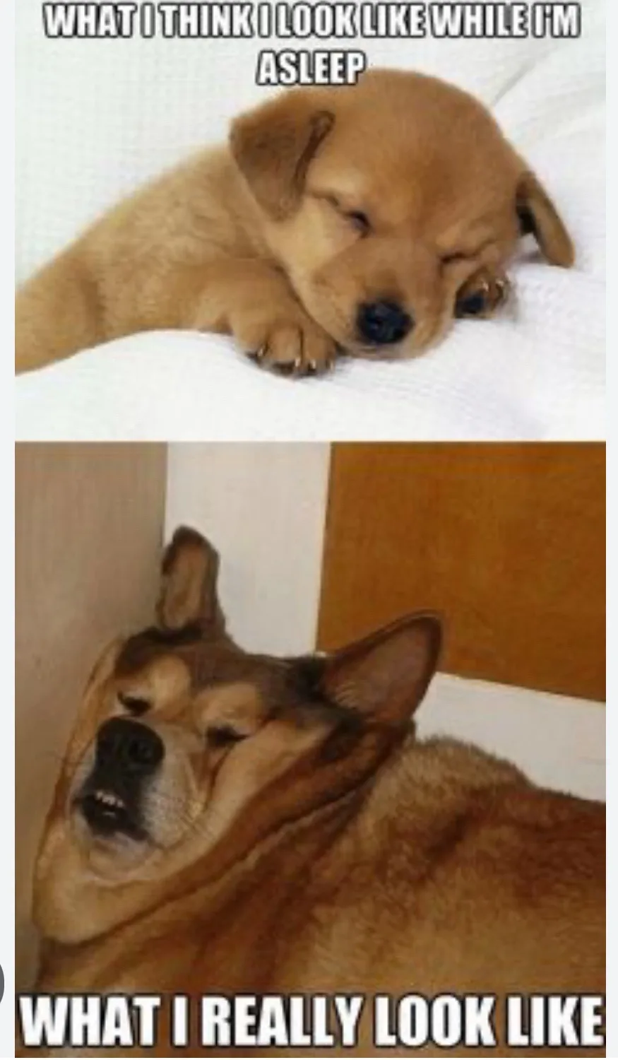 The top panel shows a light brown puppy sleeping peacefully with its eyes closed on a white blanket, while the bottom panel…