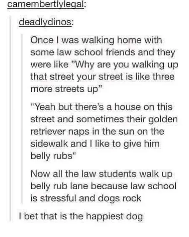 A screenshot of a Reddit comment thread where user 'camembertlylegal' recounts how a law student's habit of giving belly…