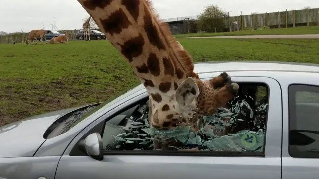 A giraffe is seen with its head inside a shattered car window, its mouth near the broken glass. The car is silver and parked…