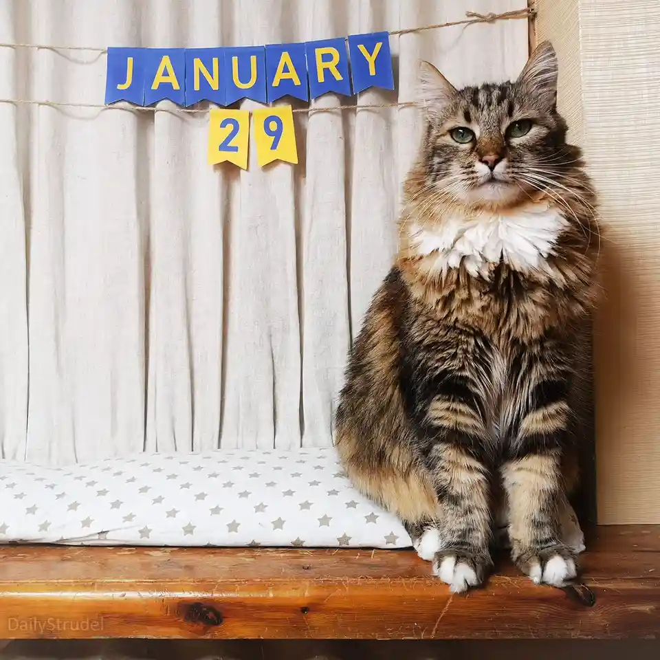 A fluffy tabby cat with green eyes sits regally on a wooden surface next to a star-patterned cushion. Behind it, a string of…