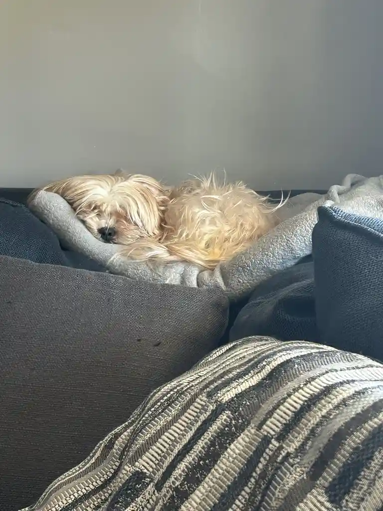 The Mop is Taking a Well-Deserved Nap