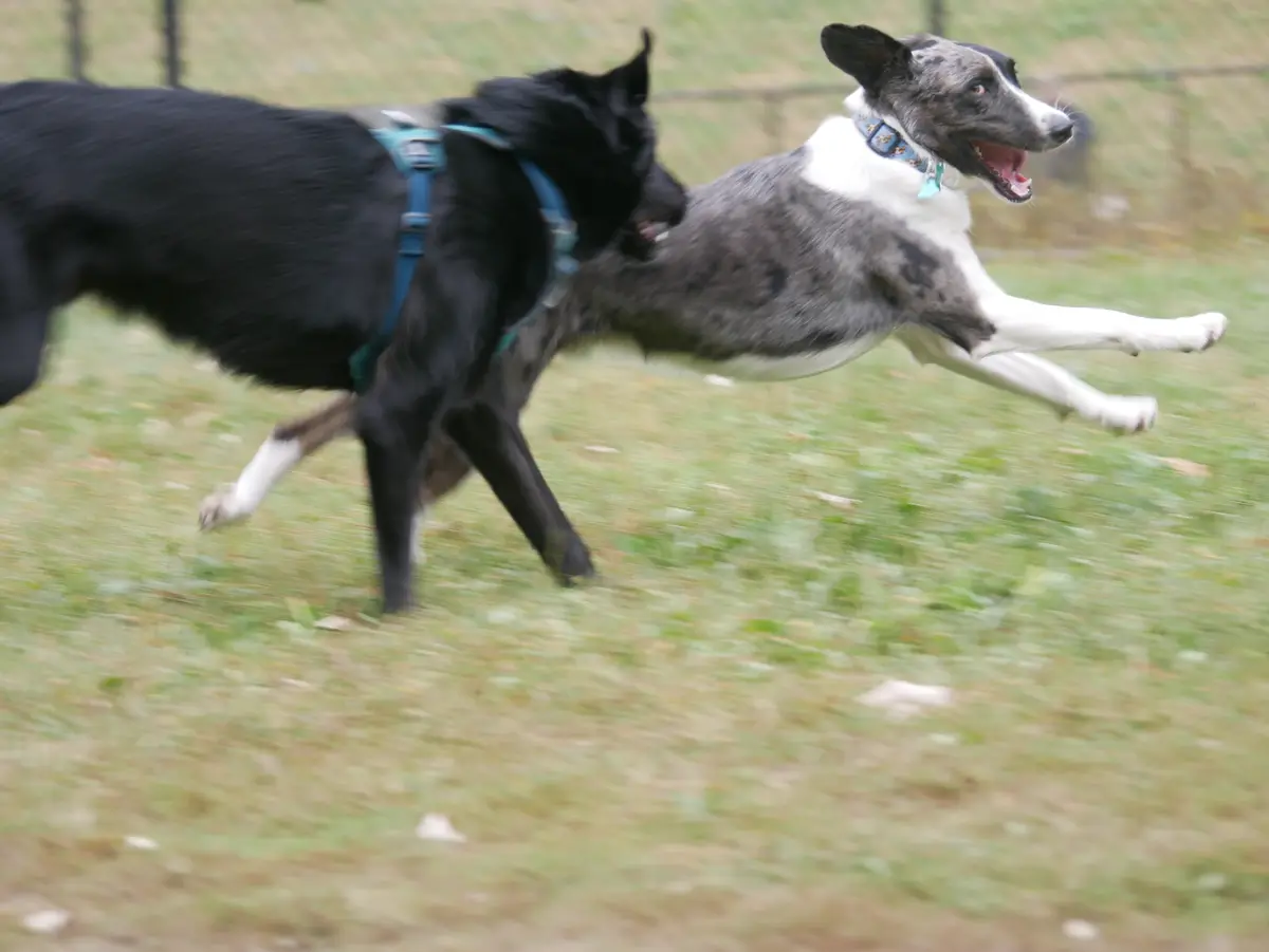 Two dogs are running side-by-side across a grassy field, one black and one grey and white, both in motion with blurred…