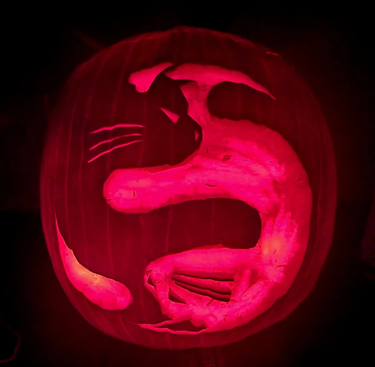 A carved pumpkin illuminated from within with red light, depicting a stylized cat with three whiskers, a curved tail, and a…