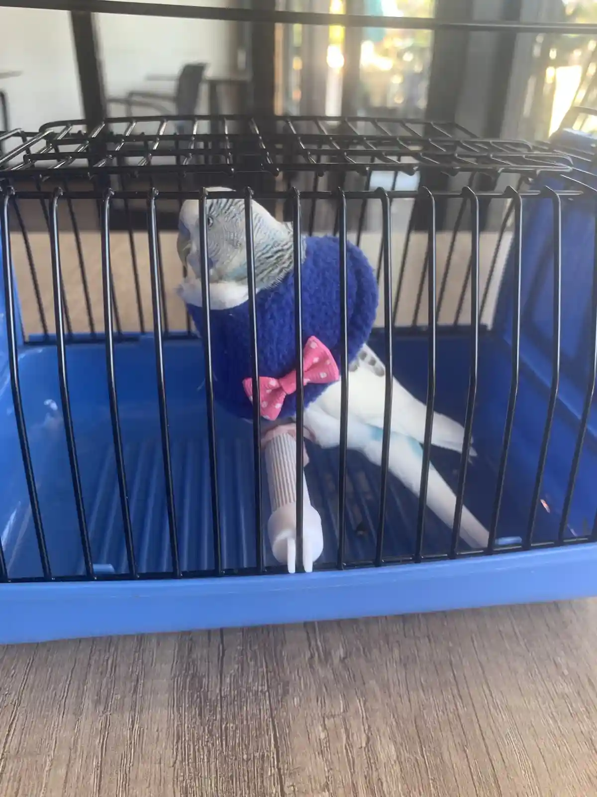 A small blue and white budgerigar is inside a blue plastic travel cage with black wire bars, wearing a blue fuzzy sweater…