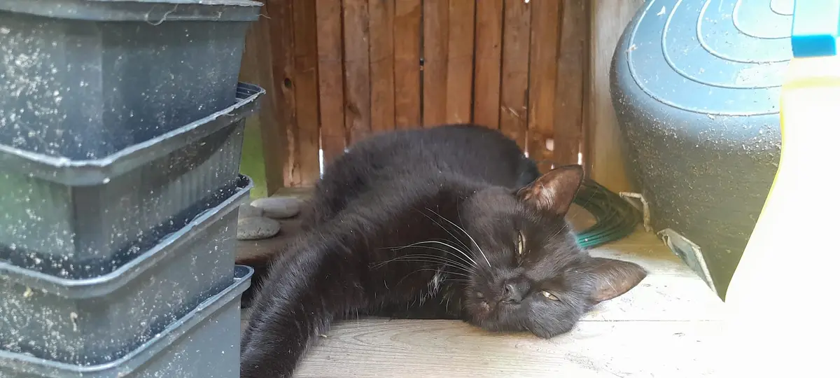 A black cat is lying on its side on a wooden floor, surrounded by stacked black plastic containers and a large blue plastic…