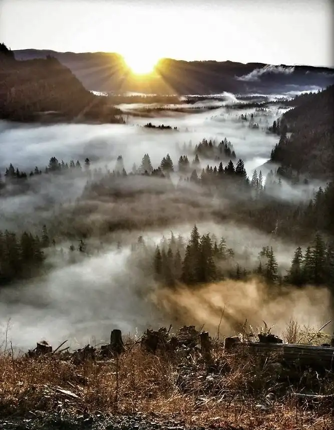 A scenic photograph of a sunrise over a valley filled with mist and pine trees, with a foreground of dry grass and tree…