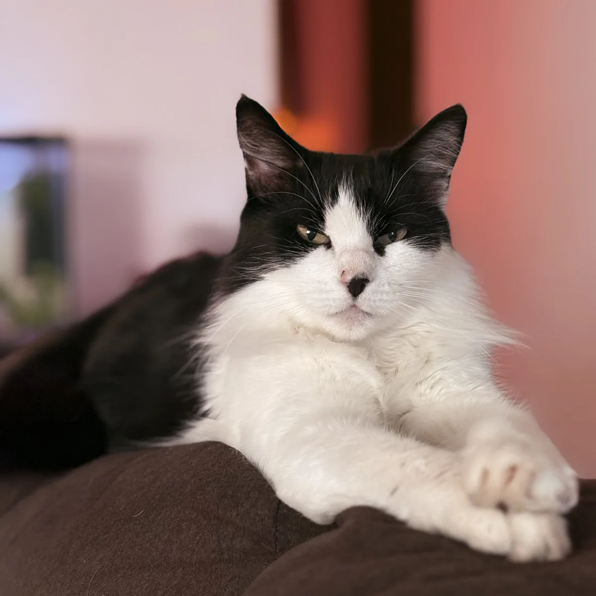 The Boxing Day Cat Tax: A Furry Requirement