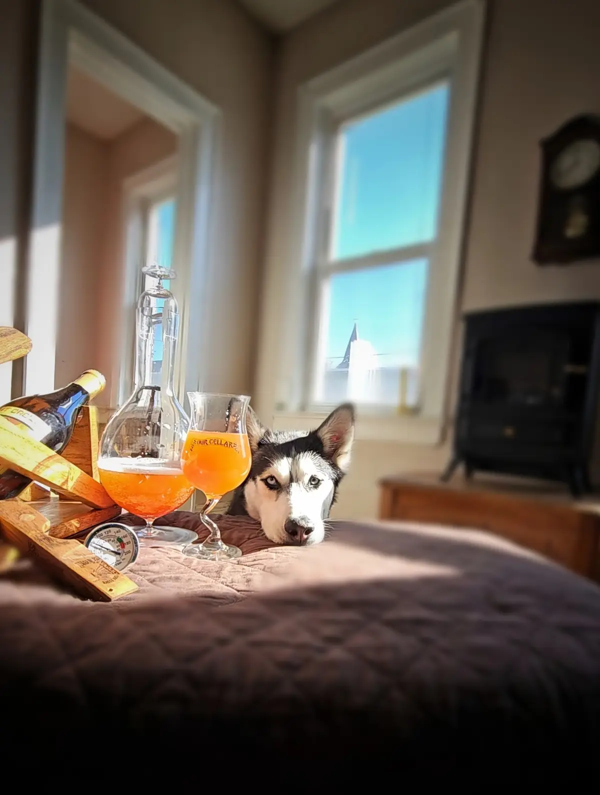 A husky dog is lying on a bed next to two glasses of orange-colored beer and a bottle, with the text 'i'm not drinking this…