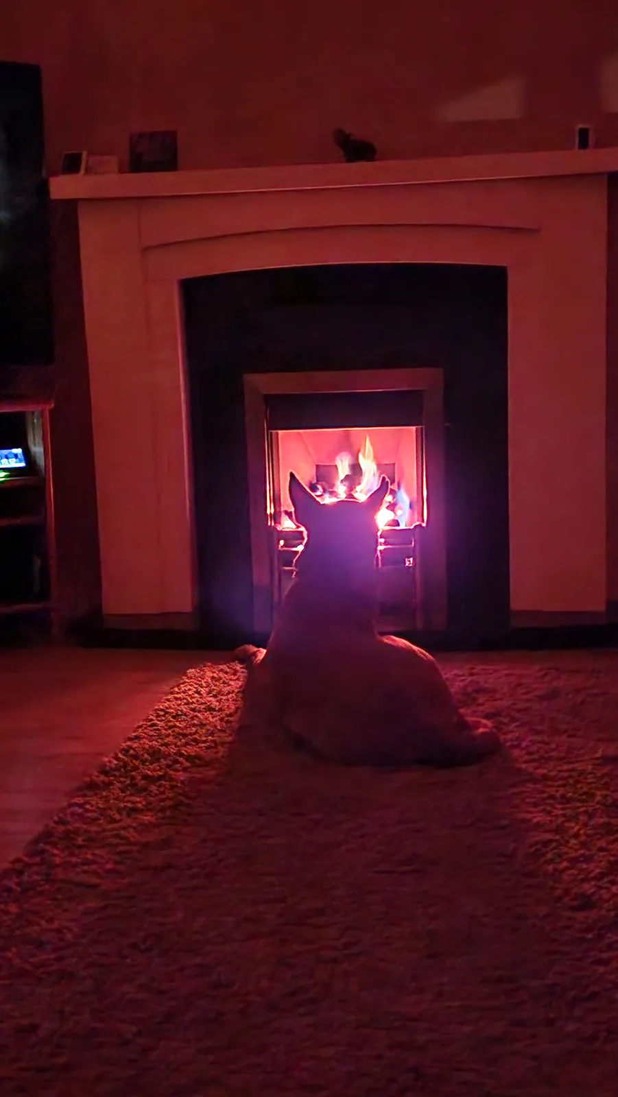 A dog sits on a rug in front of a lit fireplace, silhouetted by the warm glow of the flames. The room is dimly lit, with the…