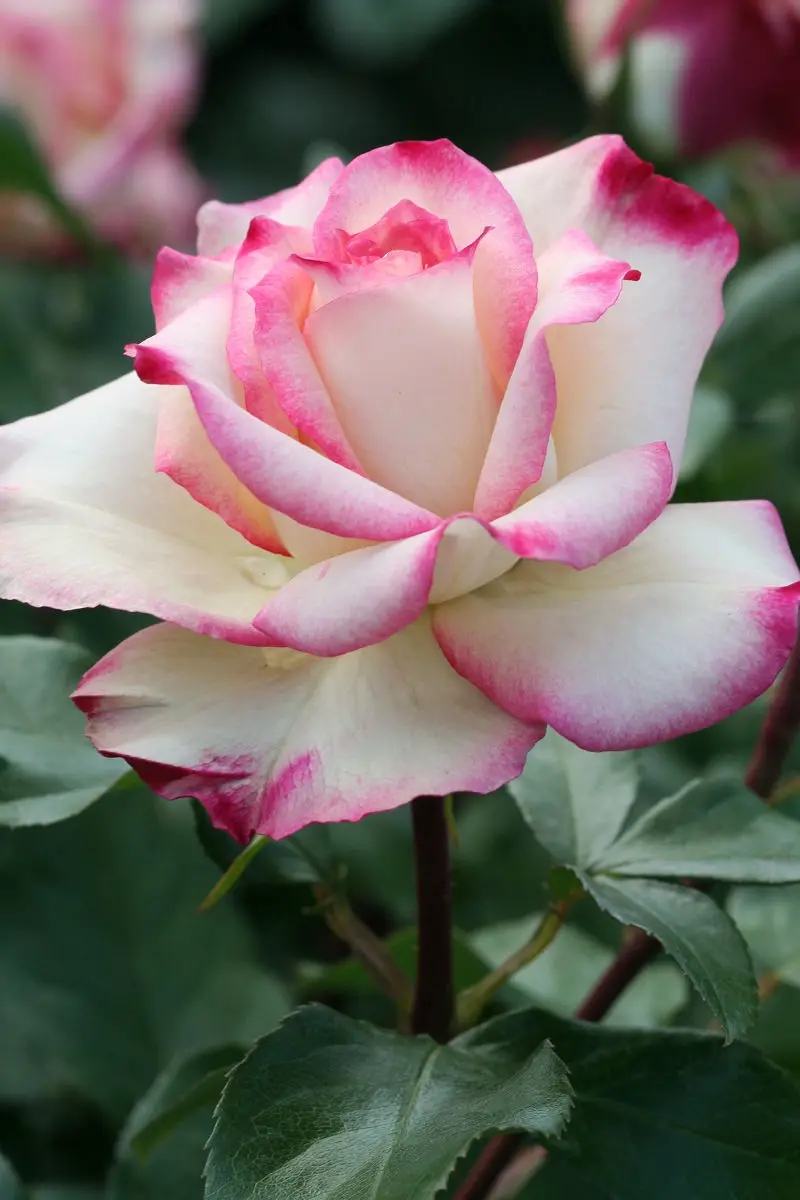 A Glimpse into the Beauty of Keisei Rose Garden in May 2013