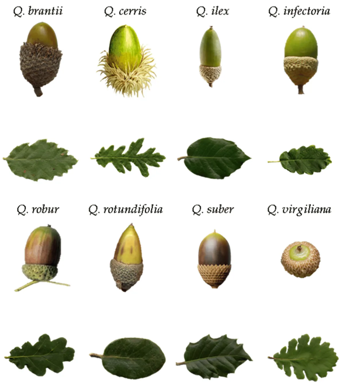 The image displays eight different oak species, each shown with their acorns and corresponding leaves. Each pair is labeled…