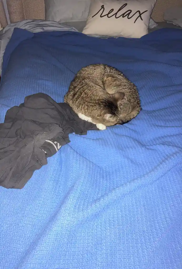 MeeMee the Cat's Love for My Scented Clothes