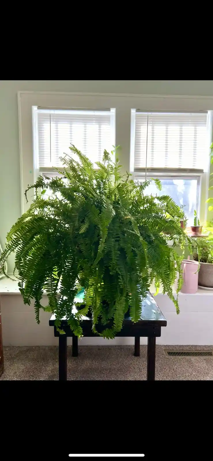 A large, lush green fern with cascading fronds sits on a small dark wooden table in front of two windows with white blinds…