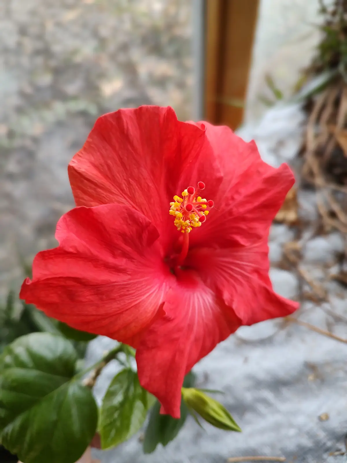 A vibrant red hibiscus flower with yellow stamens is in focus against a blurred background of gray stone and green leaves…
