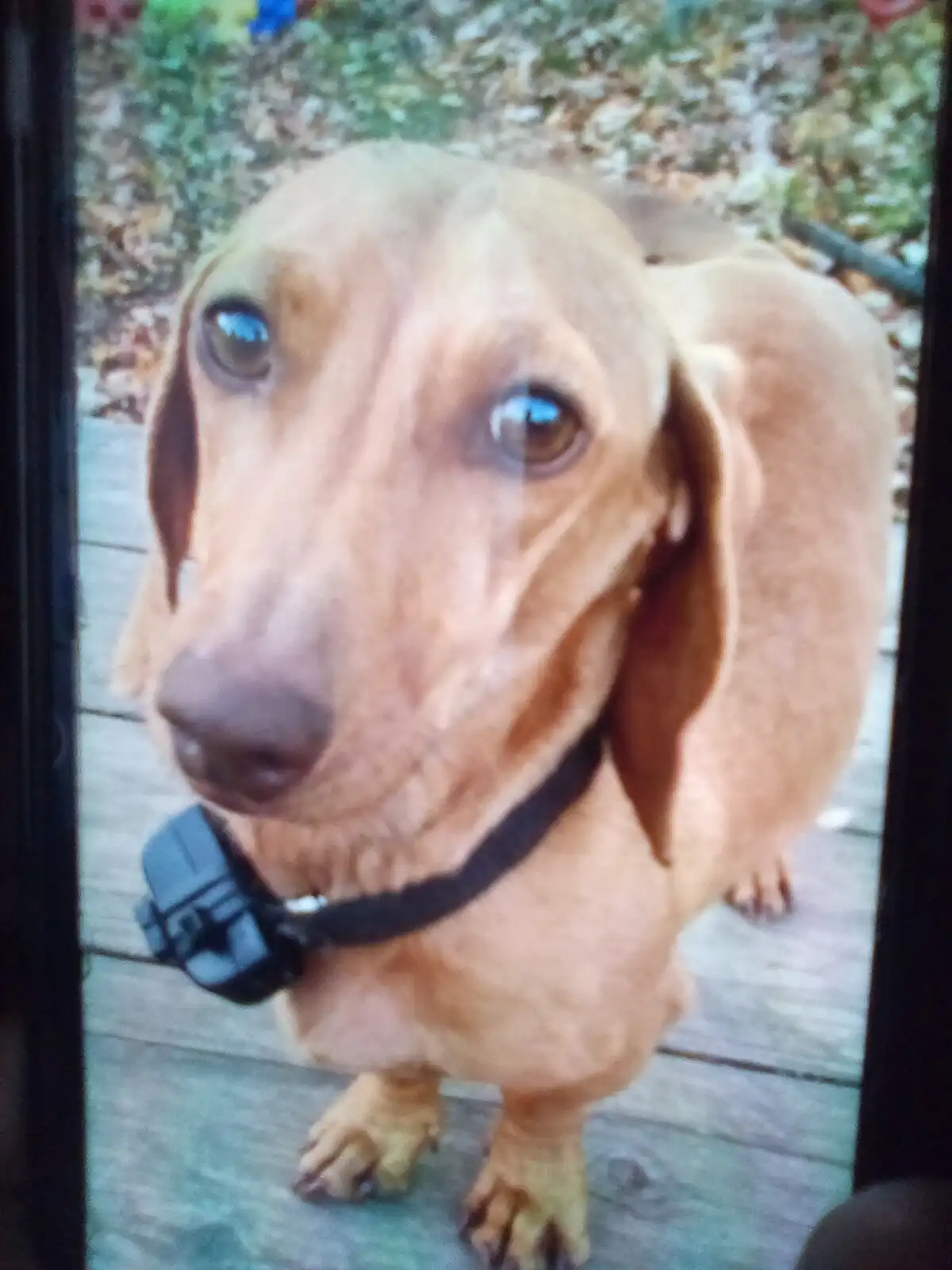 A close-up photo of a tan dachshund looking directly at the camera with large, expressive eyes, standing on a wooden deck…