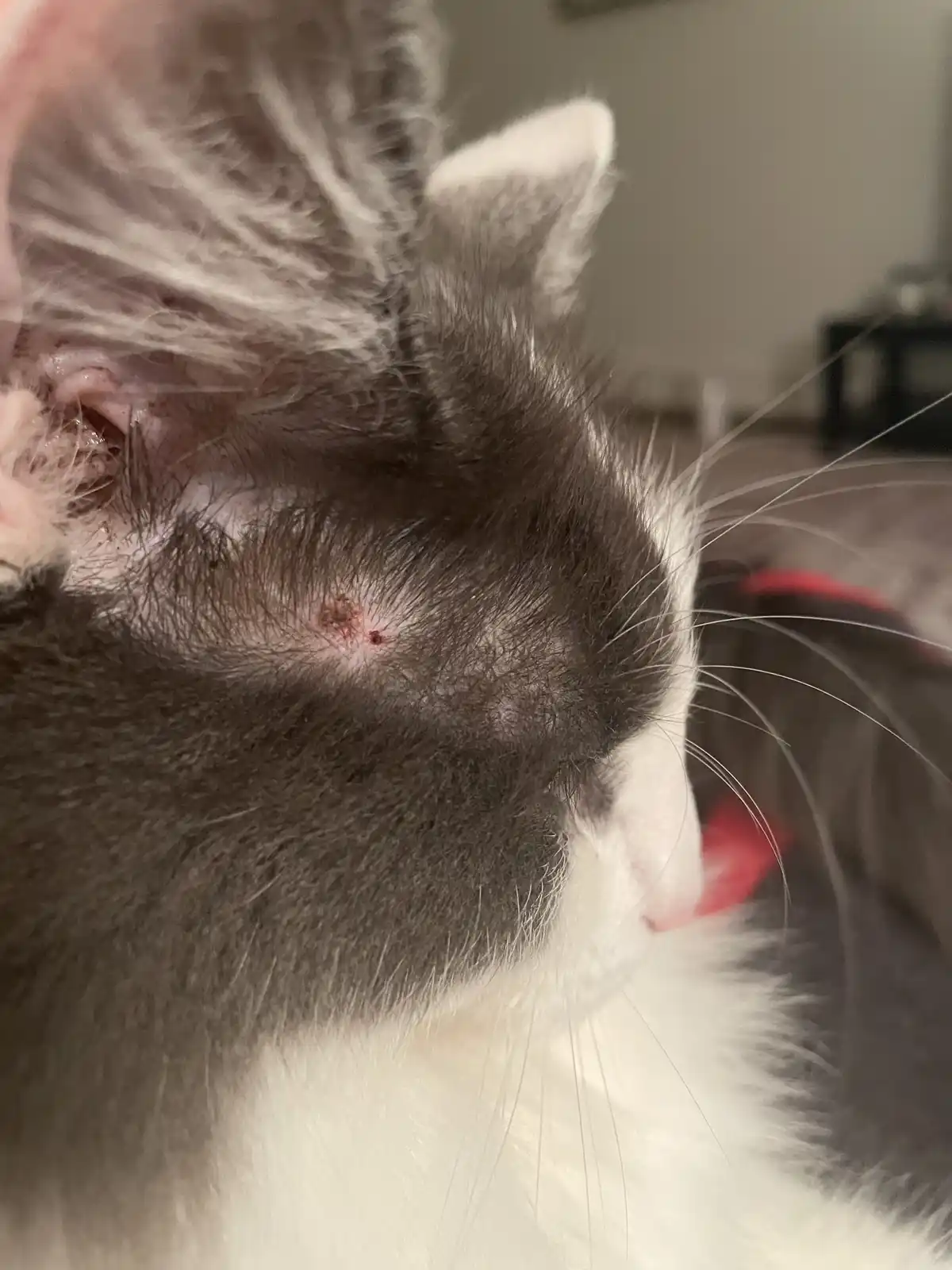 A close-up photo shows the side of a gray and white cat's face, with a small red, irritated-looking wound near its cheek…