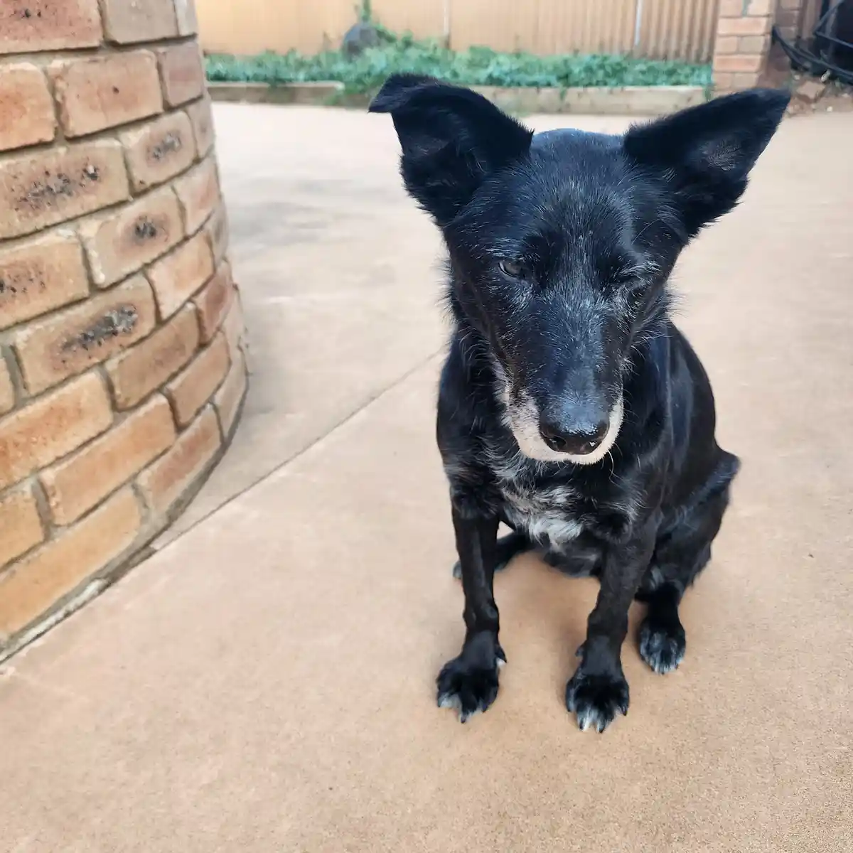 A black dog with white markings on its muzzle and chest sits on a concrete patio next to a brick pillar, looking directly at…