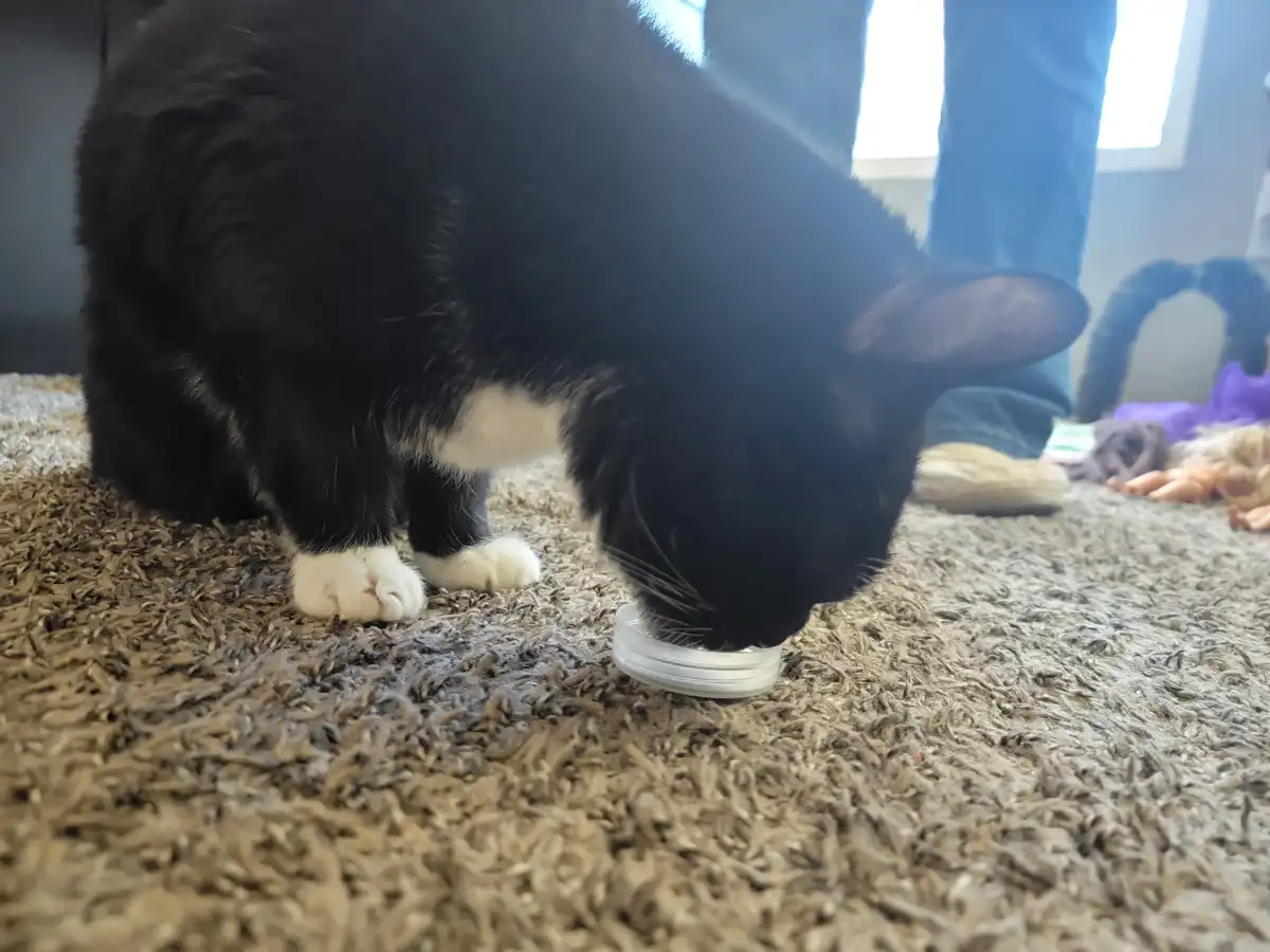 A black and white cat is seen drinking from a clear plastic lid placed on a carpeted floor. The cat's head is lowered into…