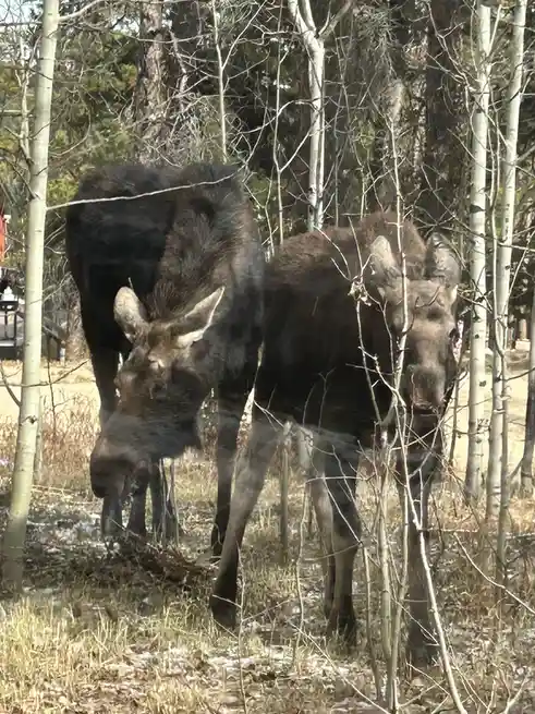 Two large moose stand in a wooded area with bare trees and patches of snow on the ground, one facing forward and the other…