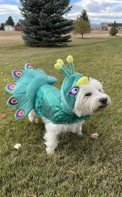 A small white dog stands on green grass wearing a teal, sequined peacock costume with a large, feathery tail and headpiece…