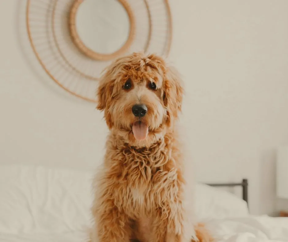 a fluffy, light brown dog with its tongue out sits on a white bed, looking directly at the camera. Behind it, a round woven…