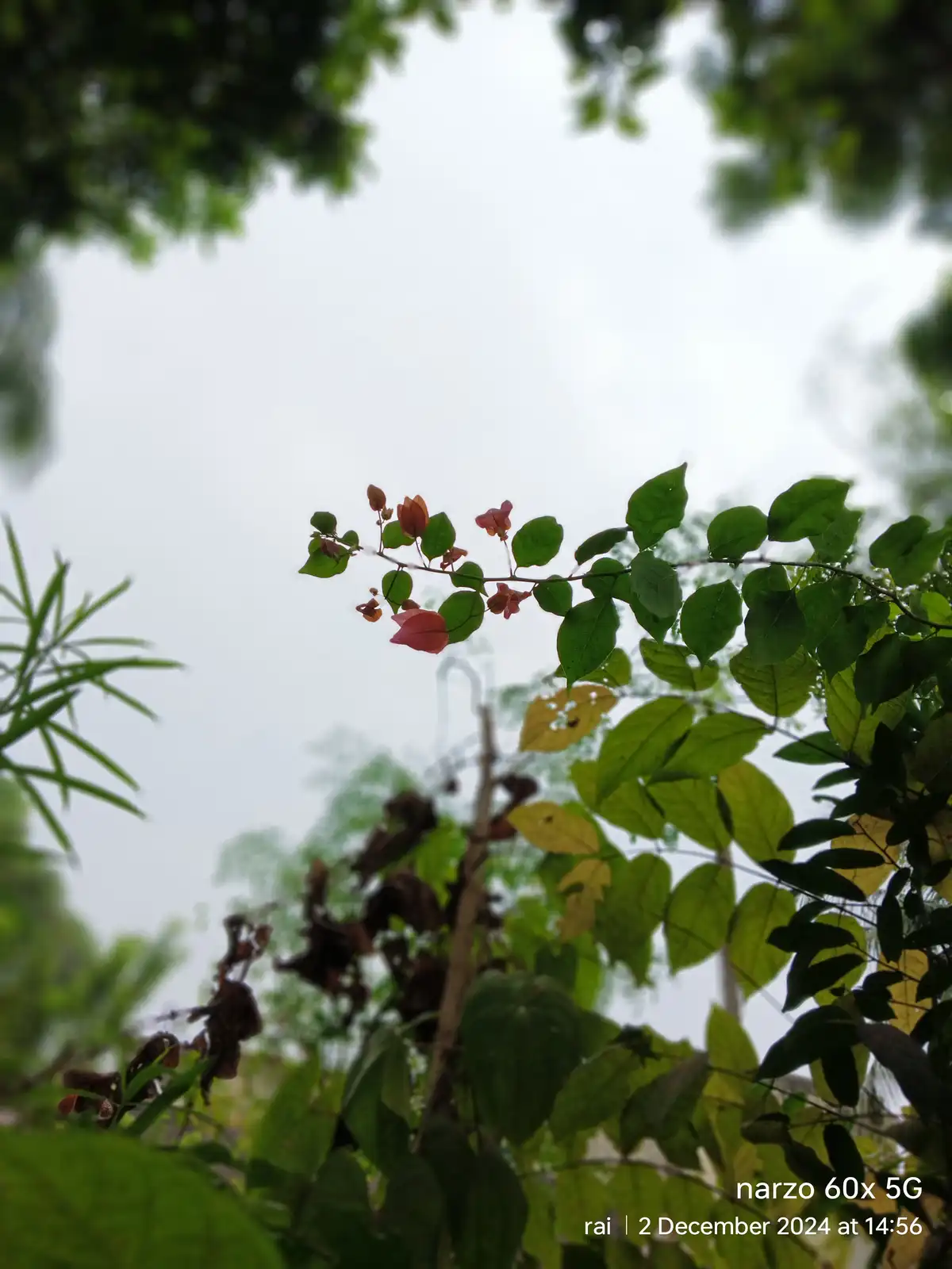 A low-angle photo looking up through green foliage at an overcast sky, with a branch of red and green leaves in focus. The…