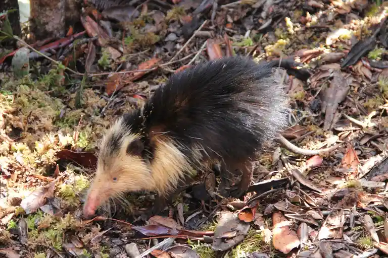 A small, furry animal with a long snout, black and tan fur, and a bushy tail is foraging on a forest floor covered in moss…