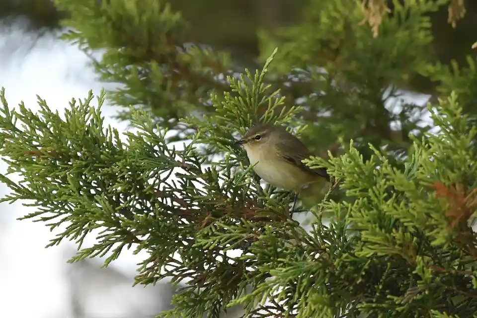 A small olive-brown bird with a pale underbelly perches on the green, needle-like branches of a coniferous tree. The bird…