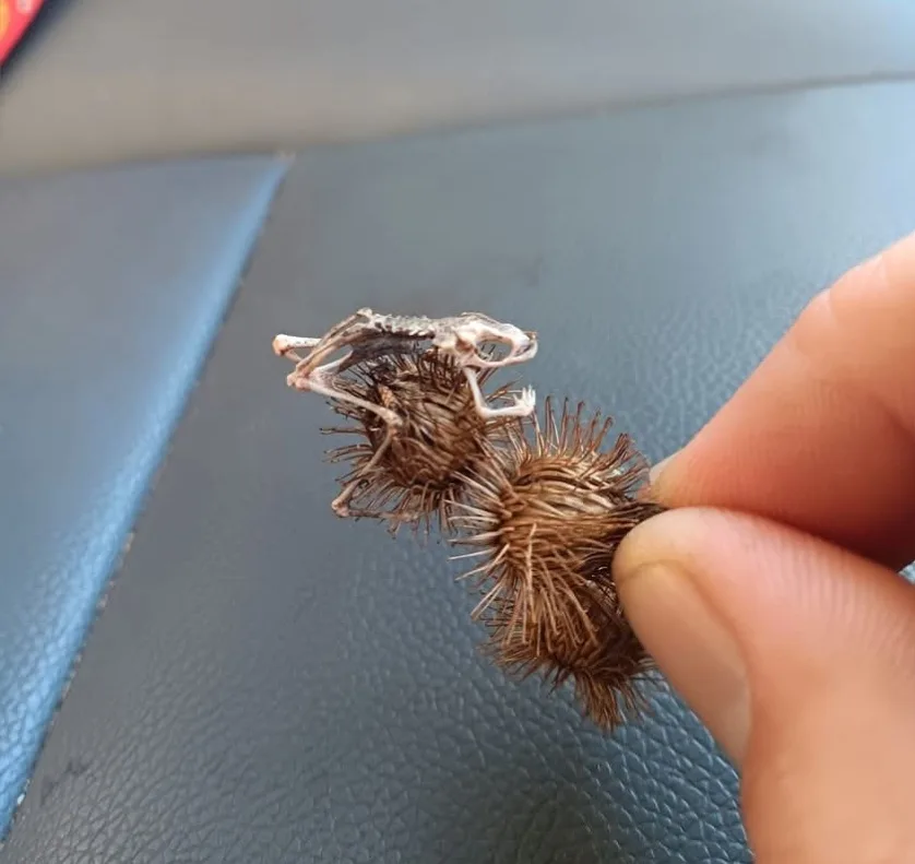 A close-up photo shows a person's fingers holding a dried, spiky burdock seed pod that has a small, delicate animal skeleton…