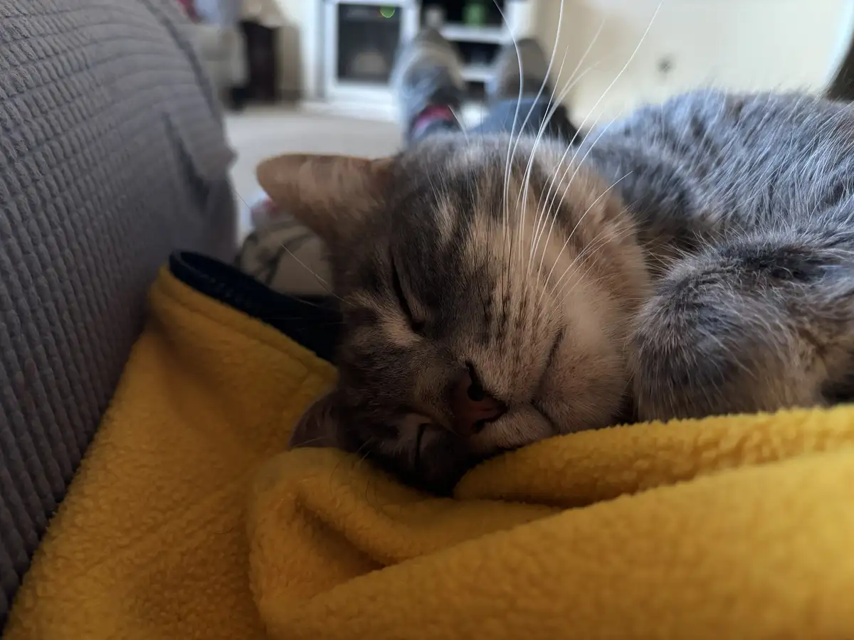 A close-up photo shows a gray tabby cat with long white whiskers sleeping peacefully with its eyes closed on a soft, bright…