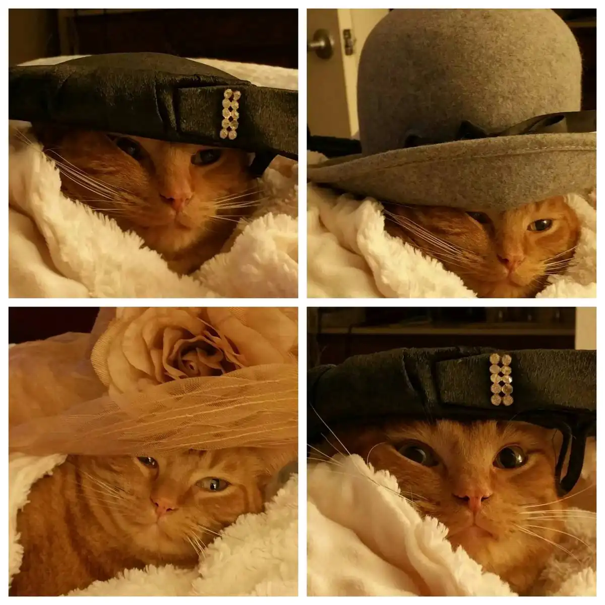 A four-panel image collage shows an orange tabby cat wrapped in a fluffy white blanket, wearing four different hats: a black…