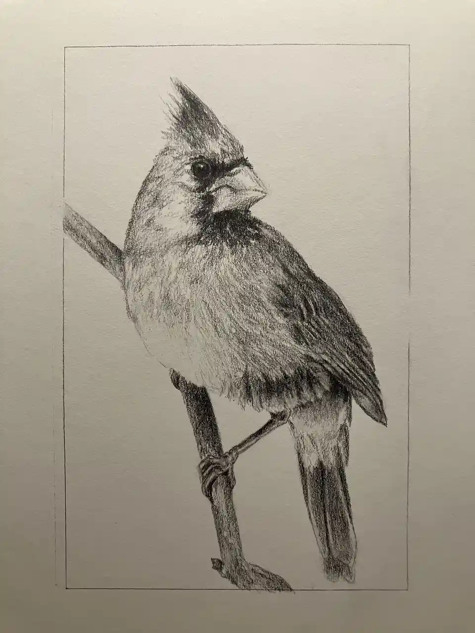 A detailed pencil sketch of a female cardinal perched on a branch, rendered with shading and fine lines on textured paper…