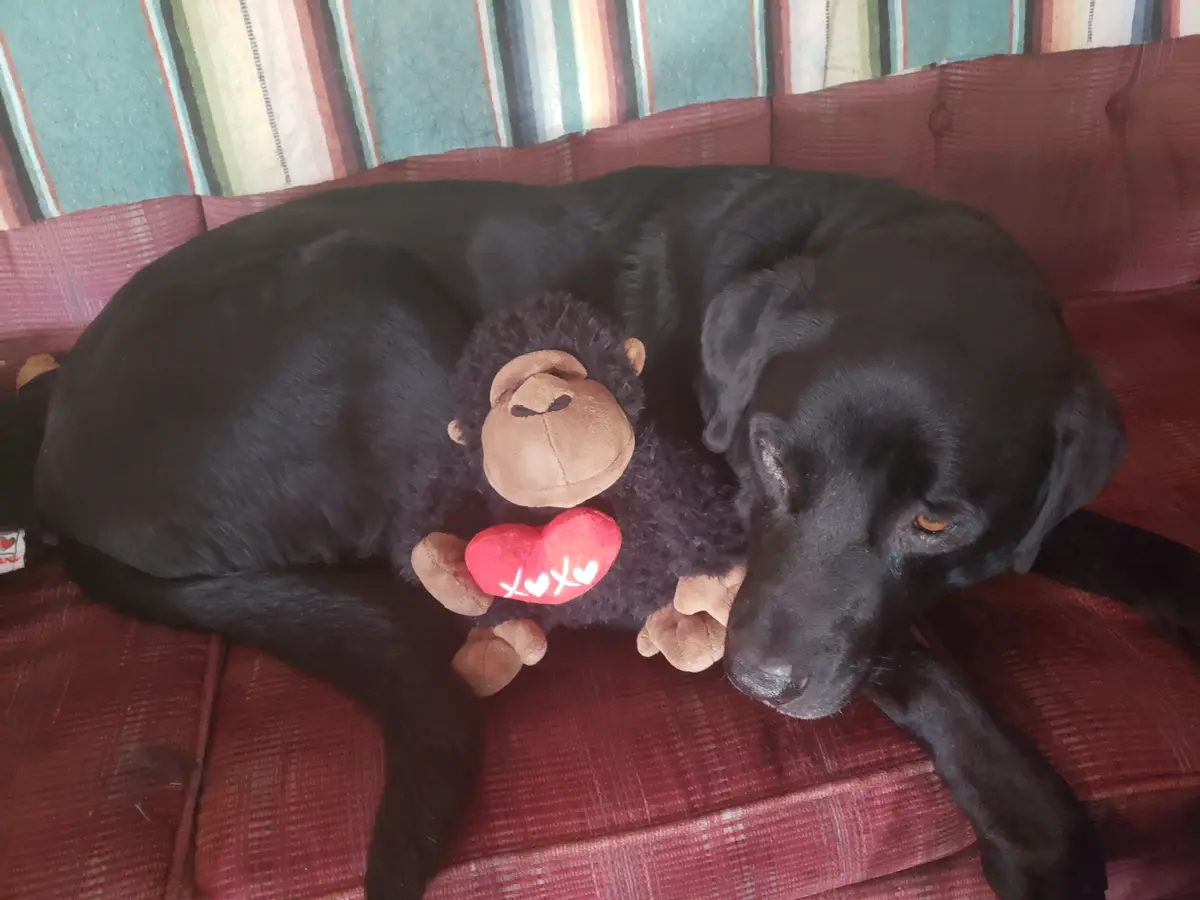 A black dog is lying on a red couch next to a stuffed monkey toy holding a red heart with 'xoxo' written on it. The dog…