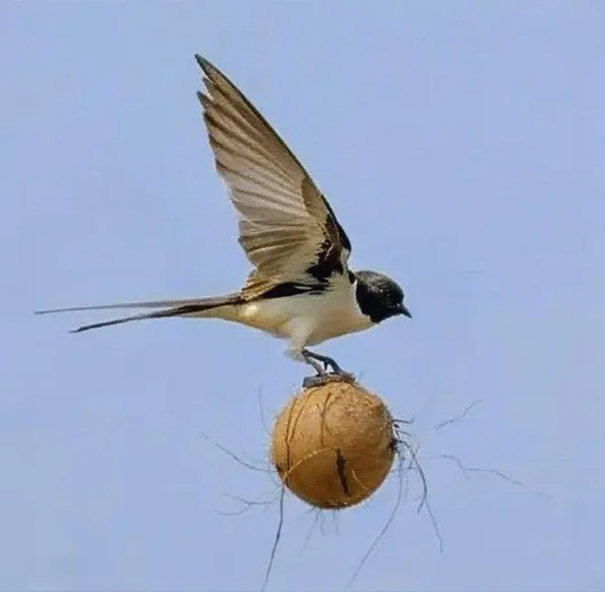 A small black-and-white bird with long tail feathers is captured mid-flight against a clear blue sky, perched atop a large…